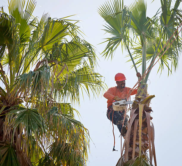 Trusted Warren, OR Tree Services Experts